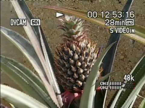 Kitchen Garden - Homegrown Pineapples - Episode 2 of 7