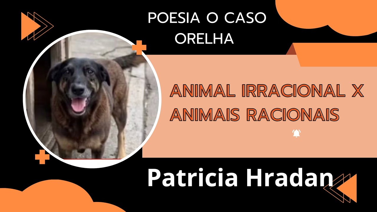 UM ANIMAL IRRACIONAL VERSOS ANIMAIS RACIONAIS/ UMA PROFUNDA REFLEXÃO ...