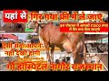 गिर गाय ले जाये 3500 में इस गौ चिकित्सालय में || world best cow hospital नागौर