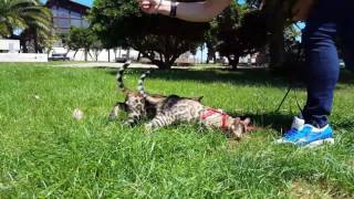 I gatti bengala sono leopardi domestici by Bengal Best 693 views 6 years ago 12 seconds