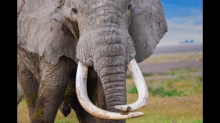 a bit of Elephant Facts