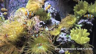 Cnidarians