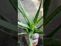 alovera plant 🌵#shorts #gardening #viral #nature #tips