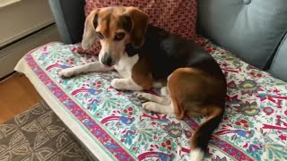 Dogs shown to sense human thoughts without words, new study finds Guide