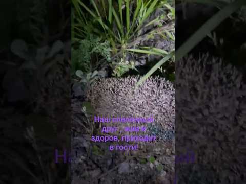 наш спасённый друг #спасениеежа#животные #природа #рекомендации#Thehedgehog #помощьбездомным