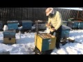 Зимовка Украинских маток в нуклеусах на улице