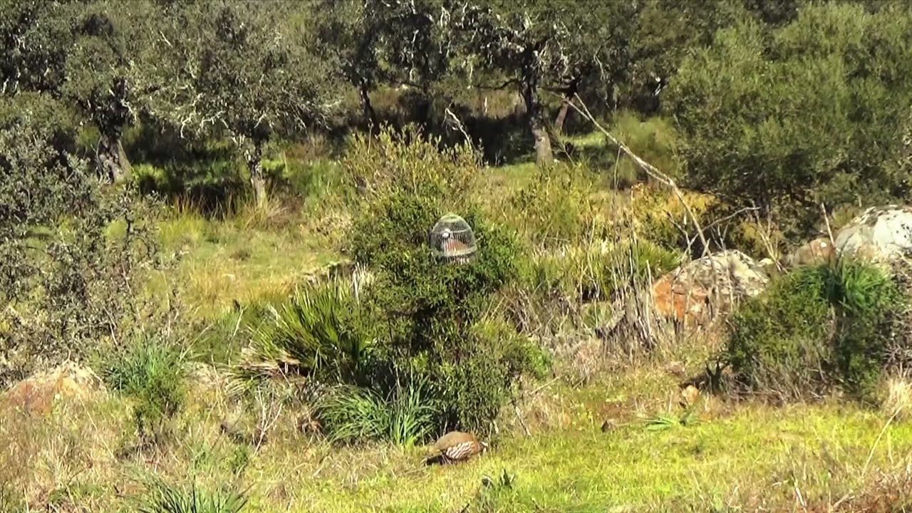 ANDRESITO y la collera del arroyo, 04-02-2023