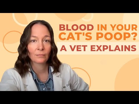 A Vet Explains What To Do If You See Blood in Your Cat&rsquo;s Poop