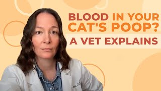 A Vet Explains What To Do If You See Blood in Your Cat's Poop