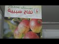 تفاح سبيبة يباع باسعار في المتناول في شارع الحبيب بورقيبة من المنتج للمستهلك 