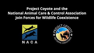 WEBINAR: Project Coyote & the National Animal Care & Control Association, for wildlife coexistence