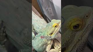 Bearded Dragons Have a THIRD Eye