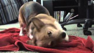 Corgis Love Wet Towels