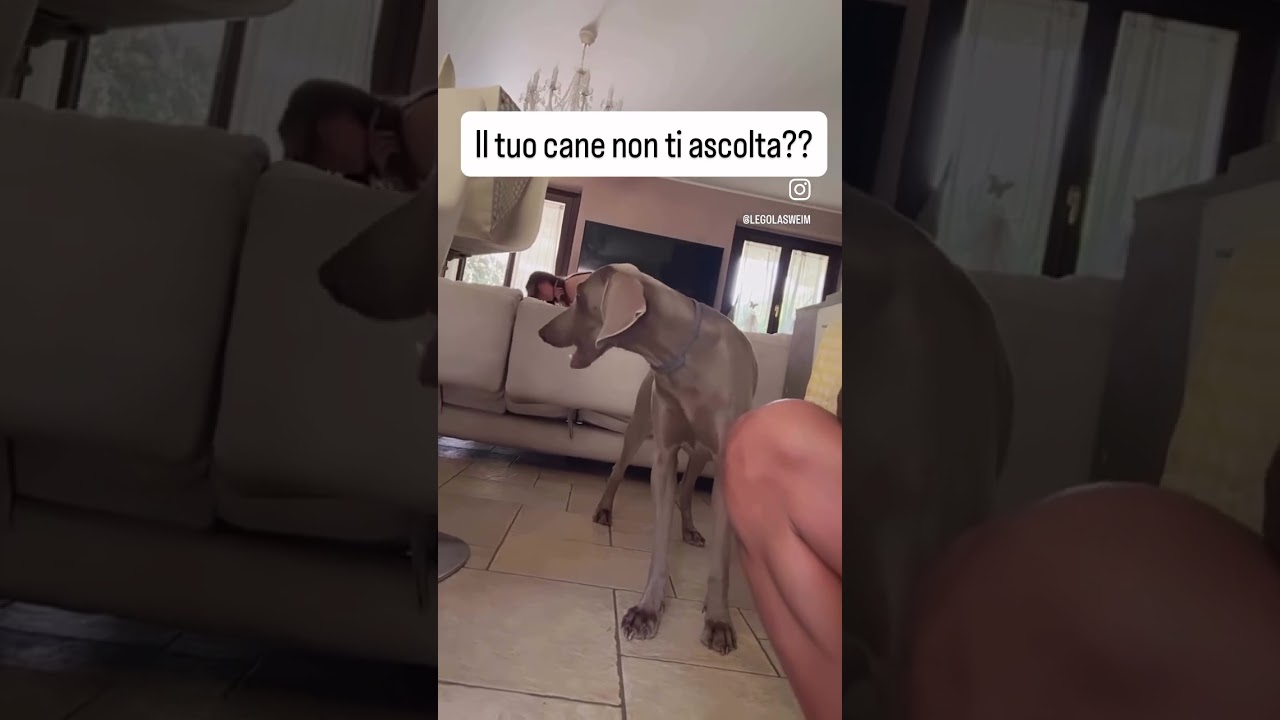 Il tuo cane non ti ascolta??