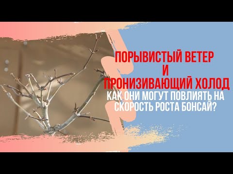 Бонсай ускорение роста за счёт холода и ветра. Возможно ли?