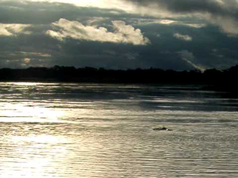 Grey River Dolphin