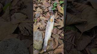 Проглотила форель воблер мой.#shorts #viral #viralvideo #fishing #trout