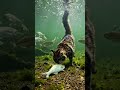 शेर की तरह किया शिकार! 🐈 मछली पकड़ने का ऐसा अंदाज़ नहीं देखा होगा 🐟😱