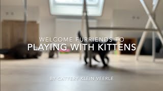 Playing with our 9 weeks old kittens! (Litter H) by Nicki's Kitty's 1,478 views 3 years ago 6 minutes, 27 seconds