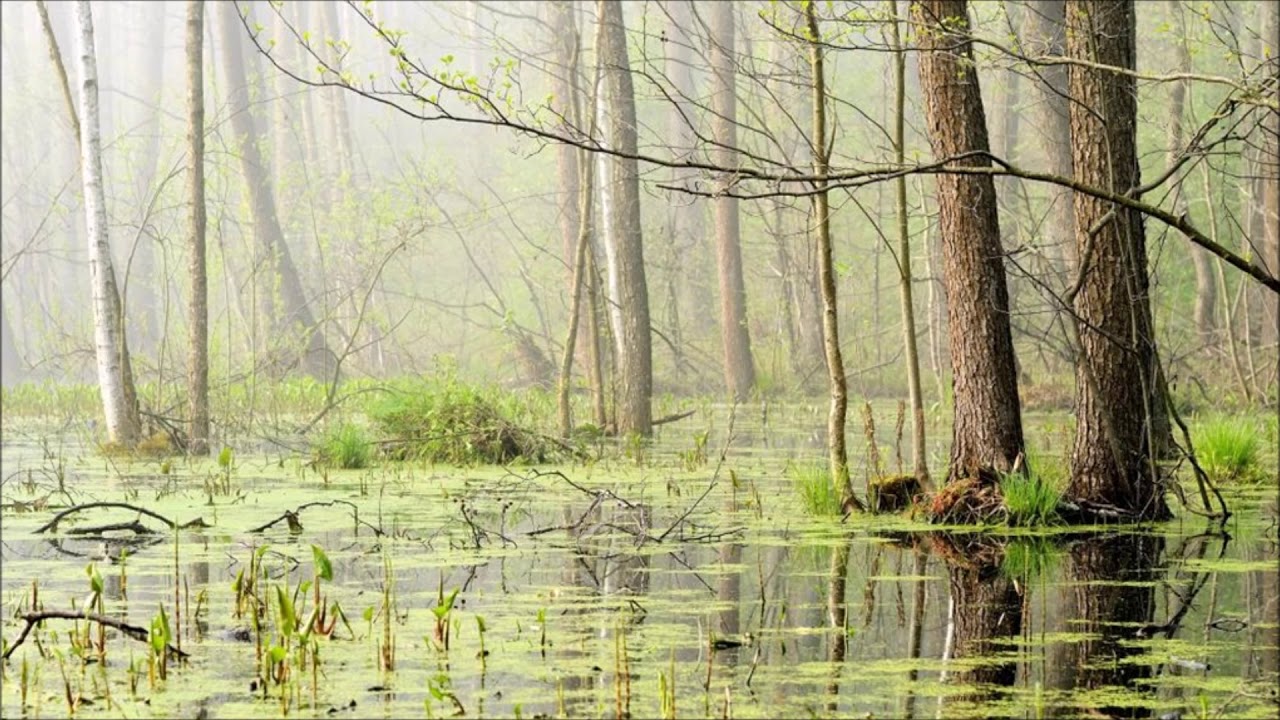 Swamp Sounds Free Sound Effects Animal Sounds YouTube