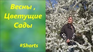 #Shorts     Весны ,  Цветущие   Сады    #Shorts  Spring  Blossoming  Gardens