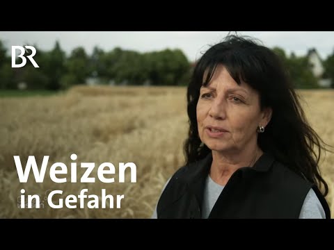 Video: Weizenrostkrankheiten - Tipps zur Behandlung von Rost in Weizenpflanzen