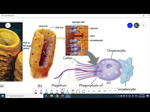 Digestive system : การย่อยอาหารของจุลินทรีย์และสัตว์