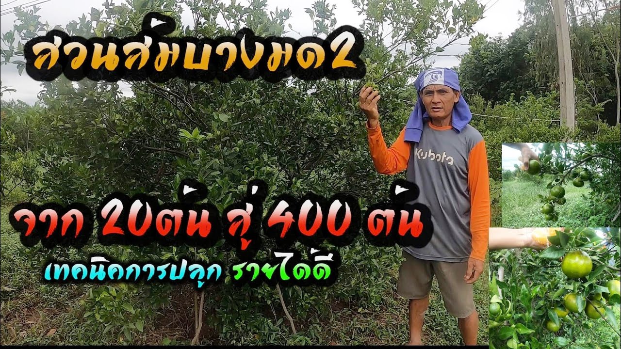 สวนส้ม จาก 20ต้น สู่ 400ต้น ใน3ปี พร้อมเทคนิคการปลูก และสร้างรายได้งาม