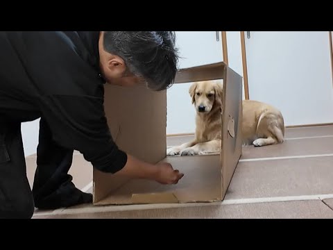 子犬は恐怖を乗り越える事が出来るのか！犬は本能的にトンネルが苦手なんです。【Golden Retriever japan】