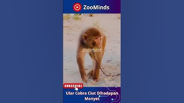 Ular Cobra Ciut Melawan Monyet Ini!