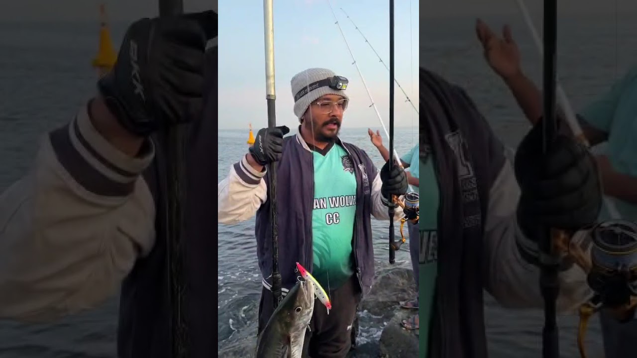 Today's catch. King fish at ajman shore #daiwa reel:Daiwa Aird LT 4000C, rod: Daiwa Crosscast 902HFS