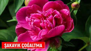 Şakayık Çiçeği Nasıl Çoğaltılır Şakayık Çimlendirme