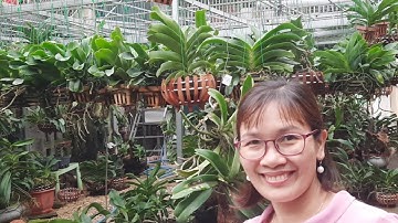 Nghinh xuân, ngọc điểm - 0945827636