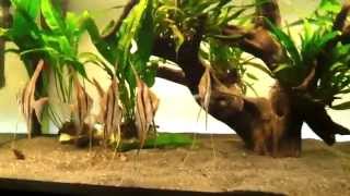 Download Lagu Pt altum Nachzuchten von simon Forkel, Siegrist Linie vom Rio Inirida MP3