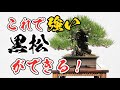 【最後に解説付き】弱った黒松でもこれで強くなる!!