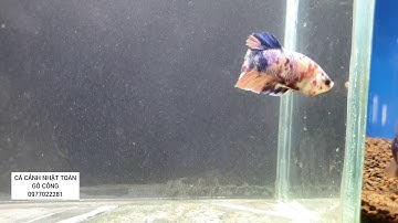 Mấy e betta hàng ngon tại tiệm CÁ CẢNH NHẬT TOÀN GÒ CÔNG 0977022281