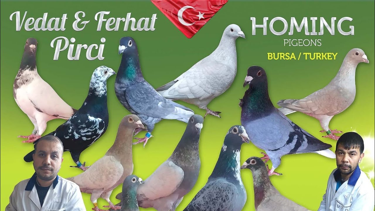 OPAL, İSPİR, ENDÜLÜS, KEŞPİR VE DAHA NİCELERİ...!!!!  VEDAT PİRCİ KÜMESLERİ