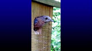 Mama Bluebird #shorts