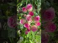 #rose Пашмина флорибунда мини