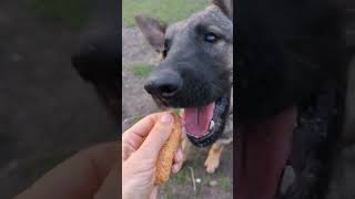 можно ли собаке хлеб?