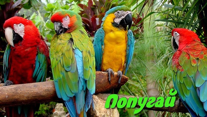 Аузында доп бар аққұба порно Толық әйелдер еріндері