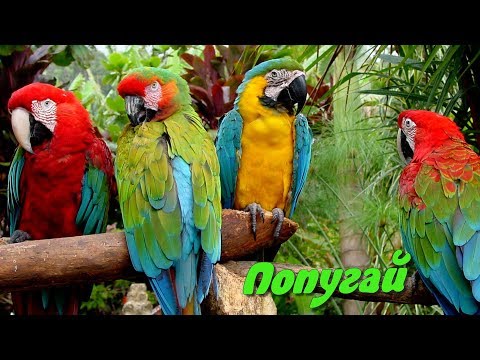 Видео: Что значит попугай?