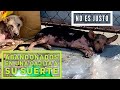 Dos  cachorros fueron ABANDONADOS en un cajita😡 por estar enfermos! Carta de un perrito abandonado!😭