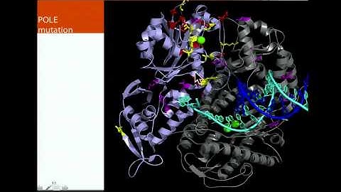 TCGA: Polymerase Epsilon Mutations Accelerate Mutation Rates - David Wheeler