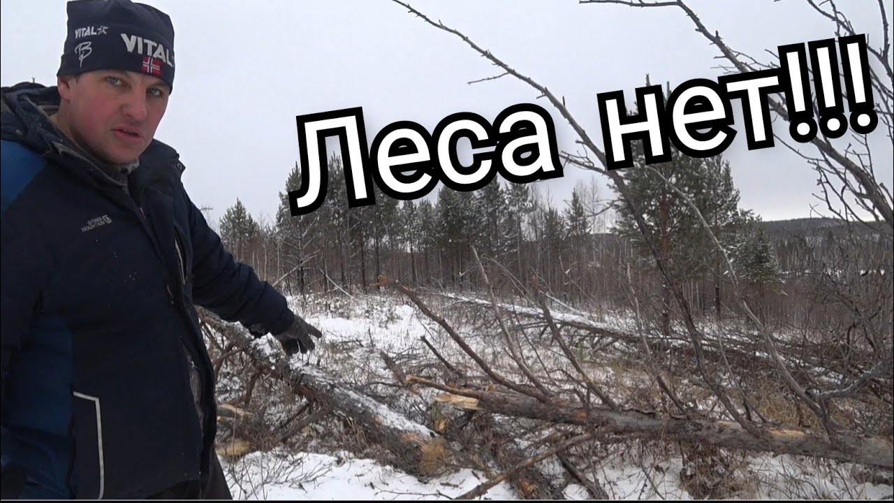 ВЫРУБИЛИ ВЕСЬ ЛЕС!!! ЗАГОТОВКА ДРОВ!!!