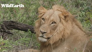 WildEarth - Sunrise Safari -  17 October 2023