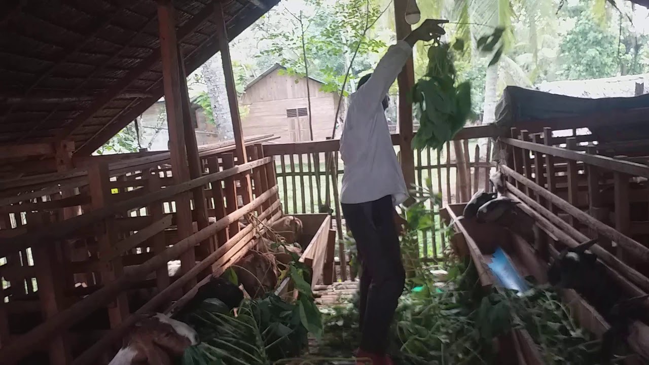 Budidaya Ternak Kambing 