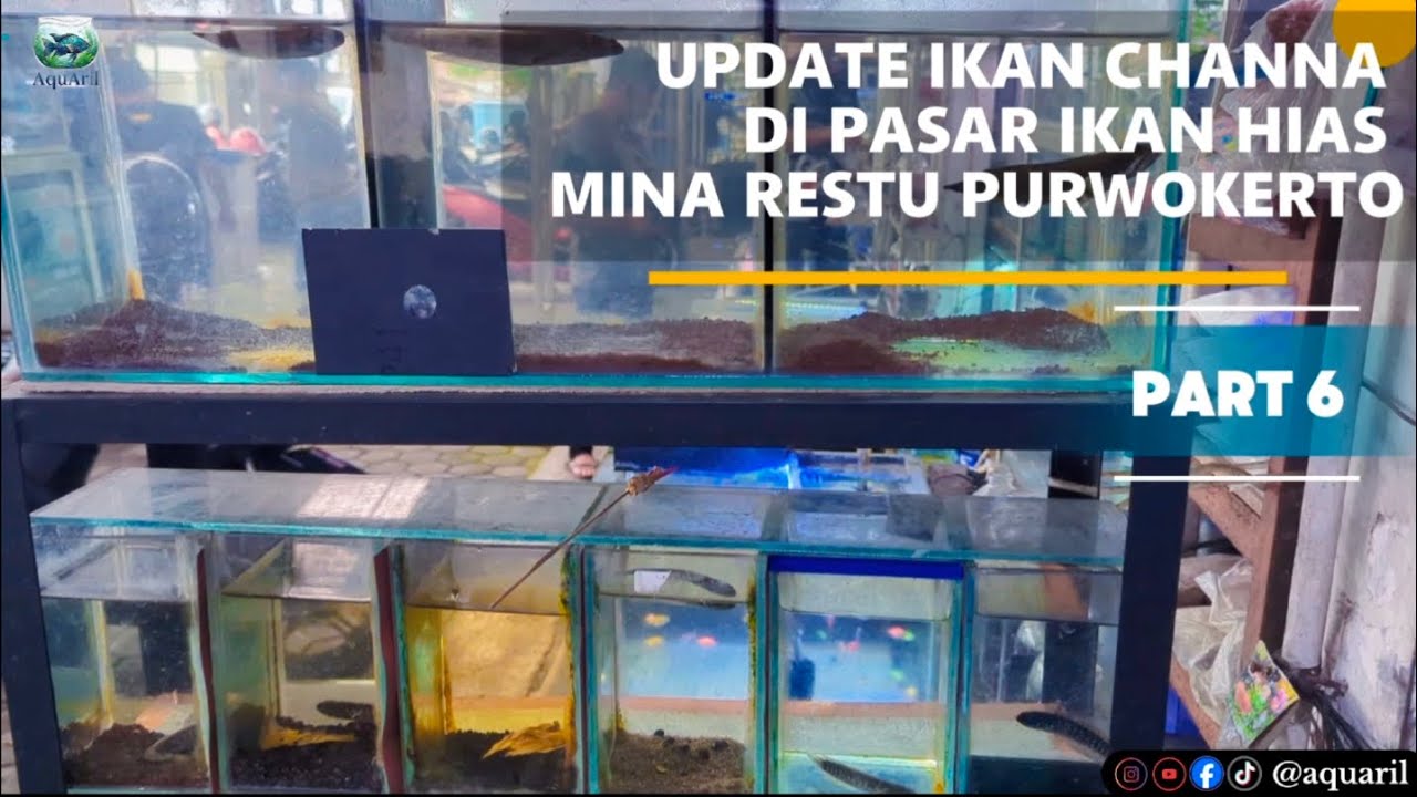 UPDATE IKAN CHANNA DI PASAR IKAN HIAS HIAS MINA RESTU PURWOKERTO 