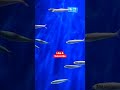Lots of Fish Looks unreal LOL | Melbourne Aquarium Sealife City attractions | Kids | Animals | Water