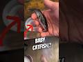 Baby Catfish gets a NEW Home!!